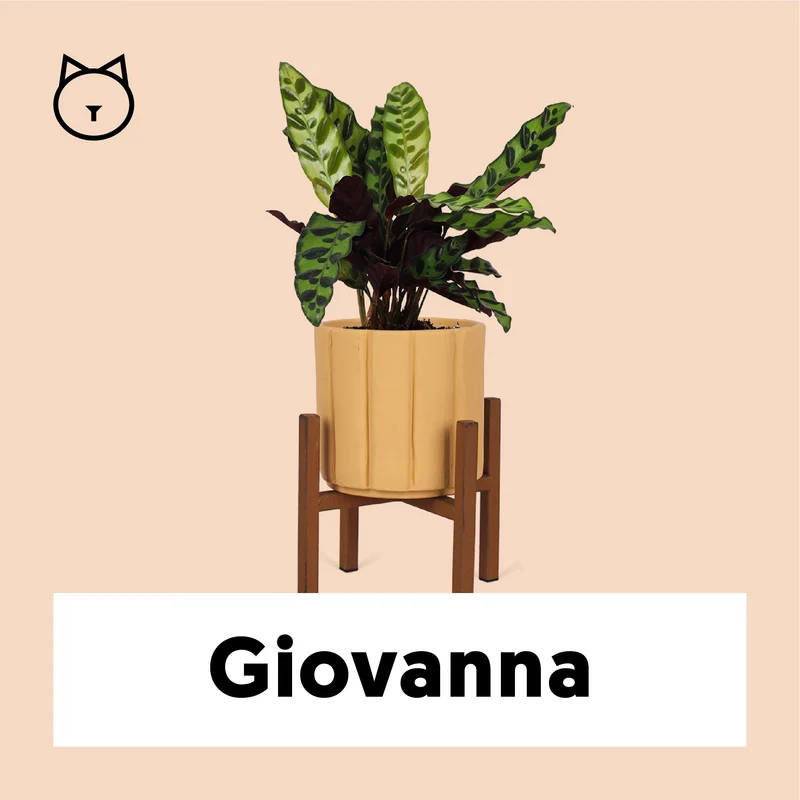 Calathea Insignis (Lancifolia) (S)