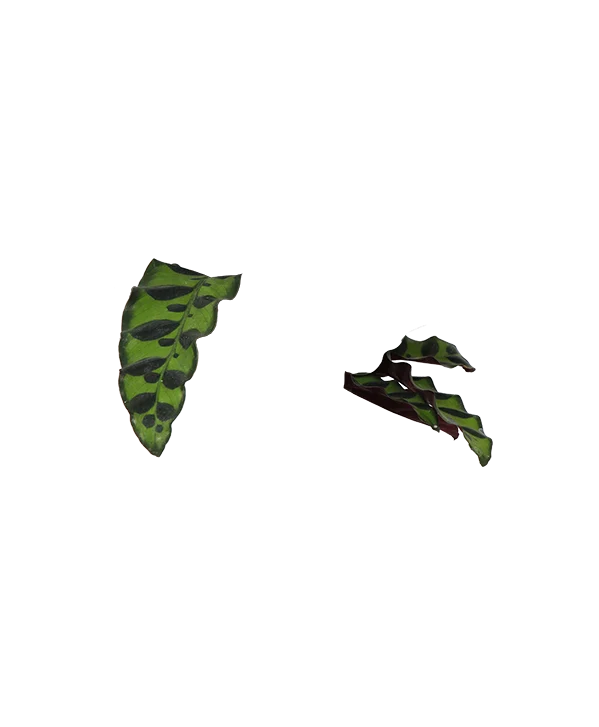 Calathea Insignis (Lancifolia) (S)