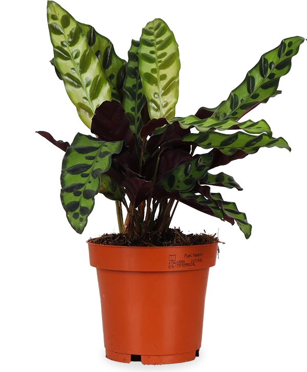 Calathea Insignis (Lancifolia) (S)