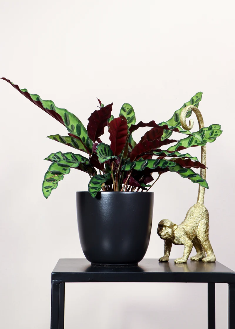 Calathea Insignis (Lancifolia) (S)