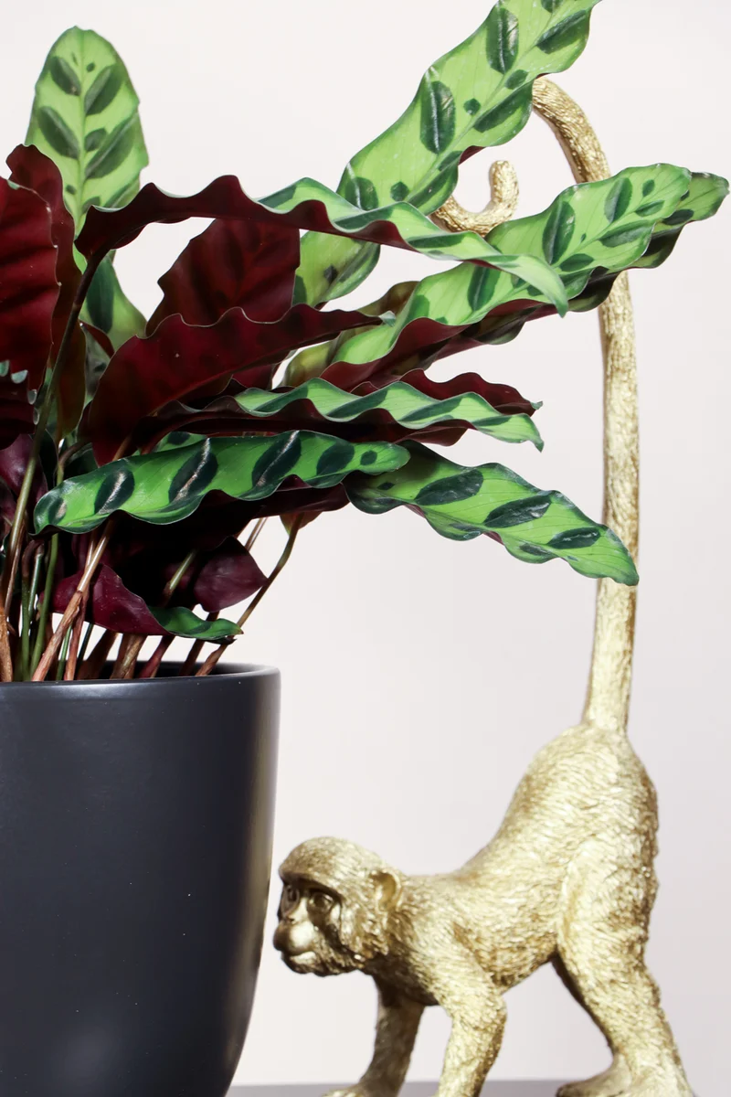 Calathea Insignis (Lancifolia) (S)