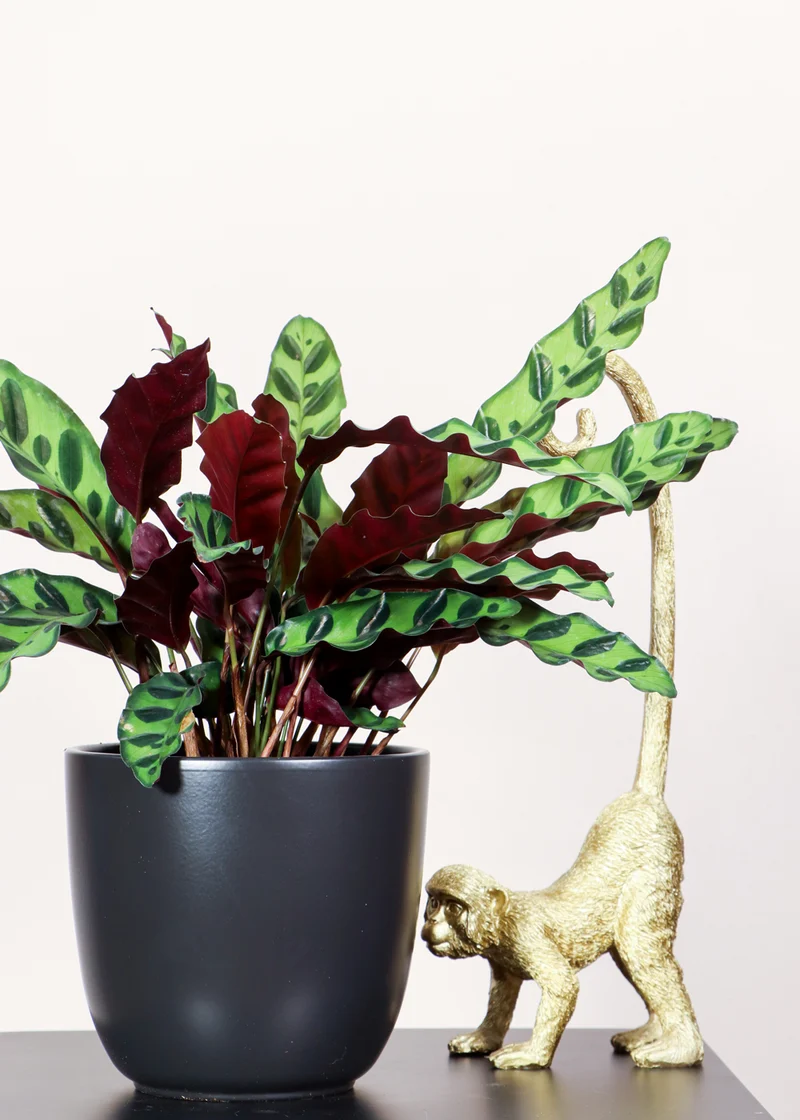 Calathea Insignis (Lancifolia) (S)