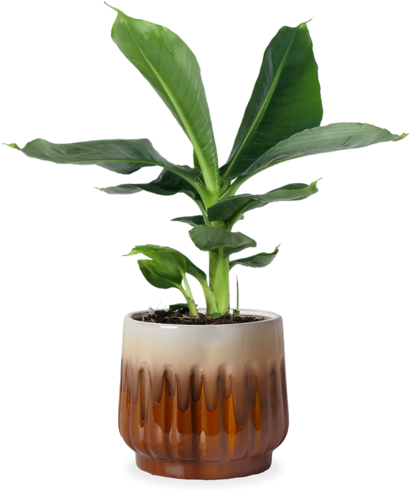 Musa dwarf cavendish (Bananenpflanze) (S)