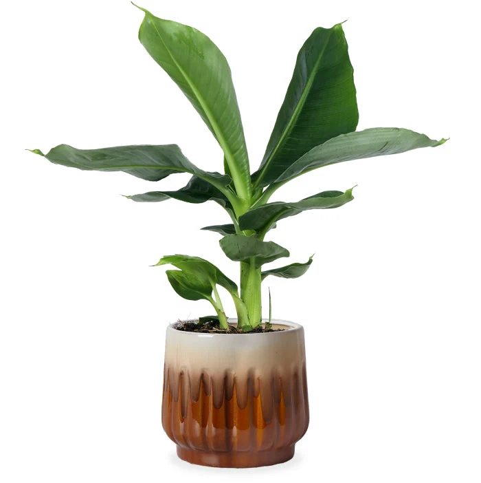 Musa dwarf cavendish (Bananenpflanze) (S)