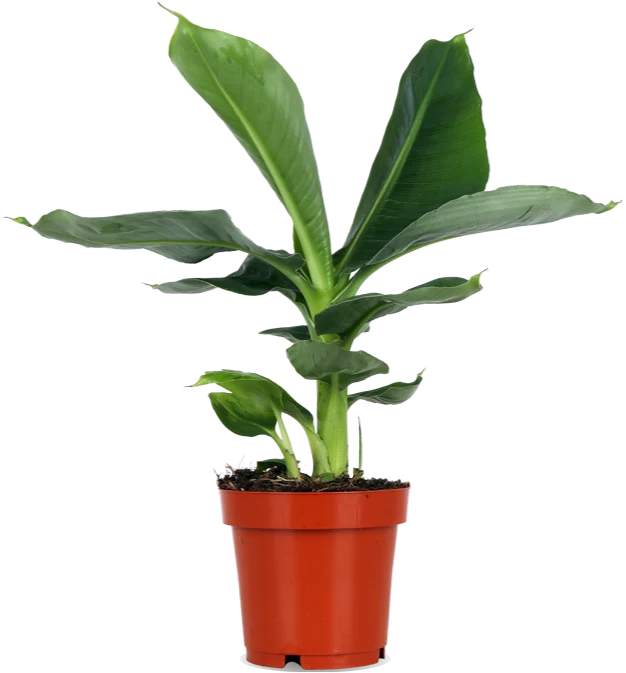 Musa dwarf cavendish (Bananenpflanze) (S)