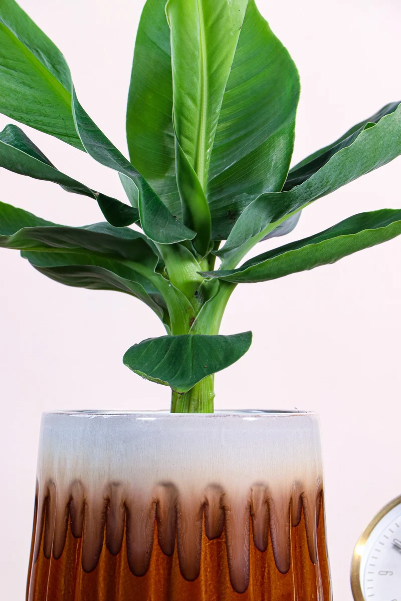 Musa dwarf cavendish (Bananenpflanze) (S)