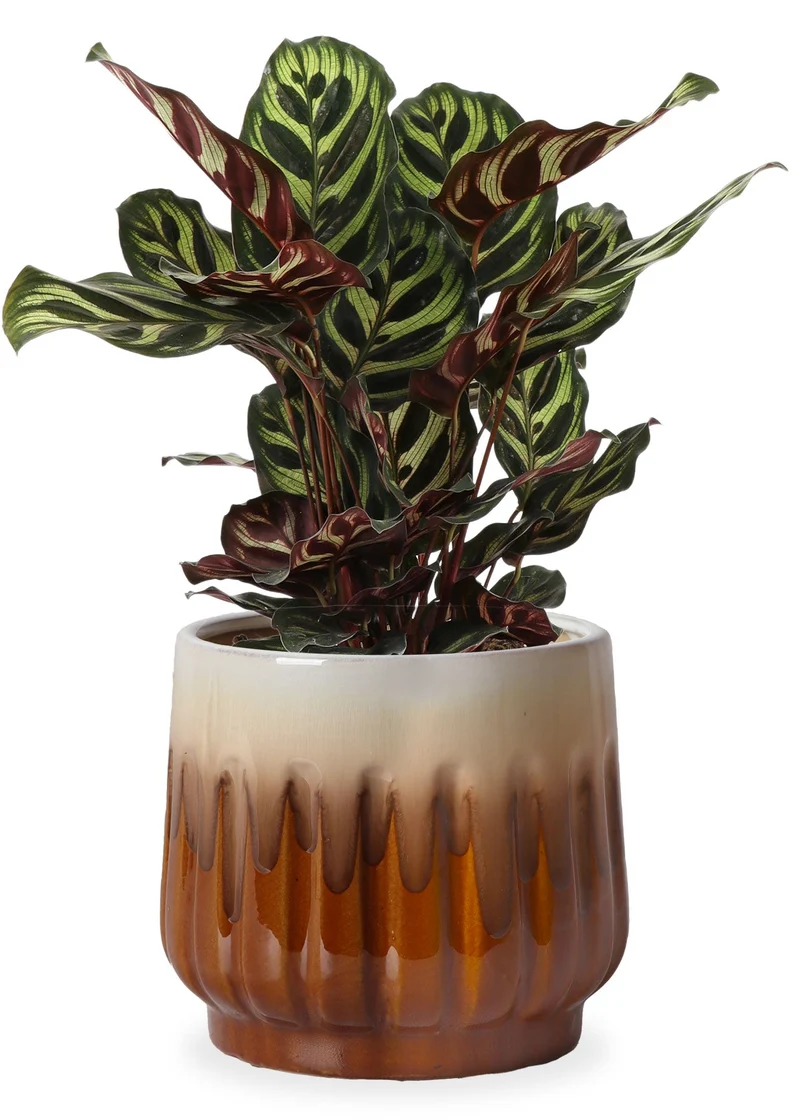 Calathea makoyana (Korbmarante) (S)
