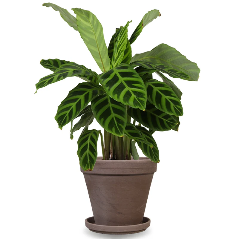 Calathea makoyana (Korbmarante) (S)