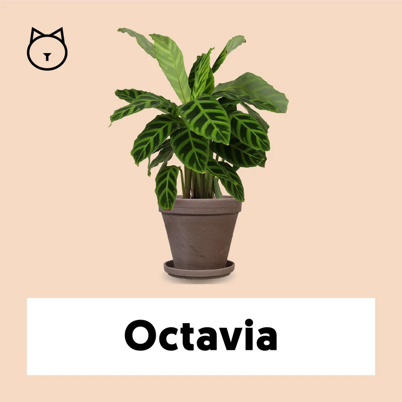 Calathea makoyana (Korbmarante) (S)