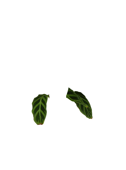 Calathea makoyana (Korbmarante) (S)