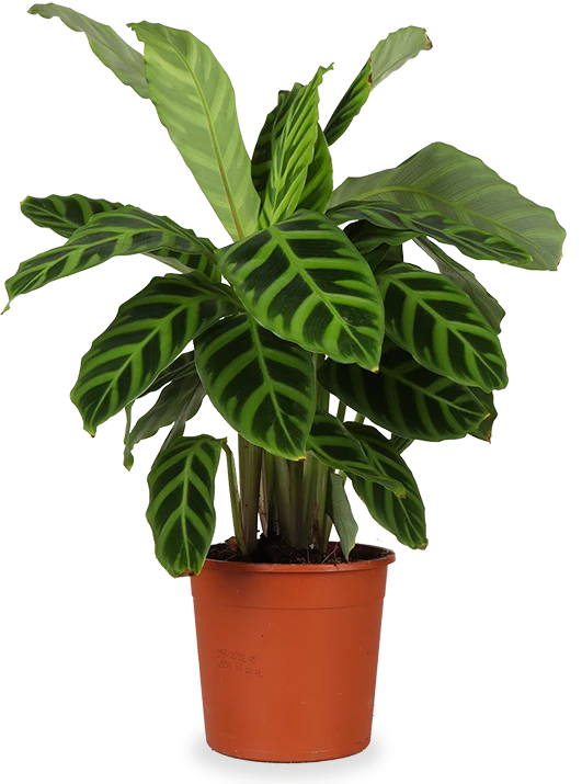 Calathea makoyana (Korbmarante) (S)