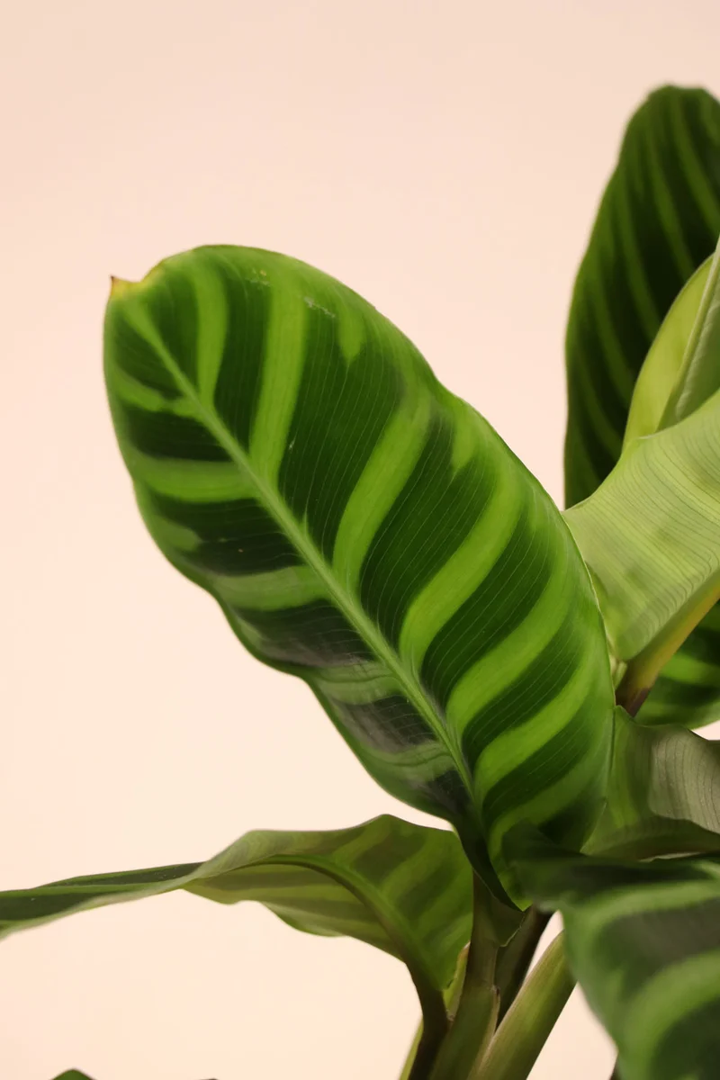 Calathea makoyana (Korbmarante) (S)