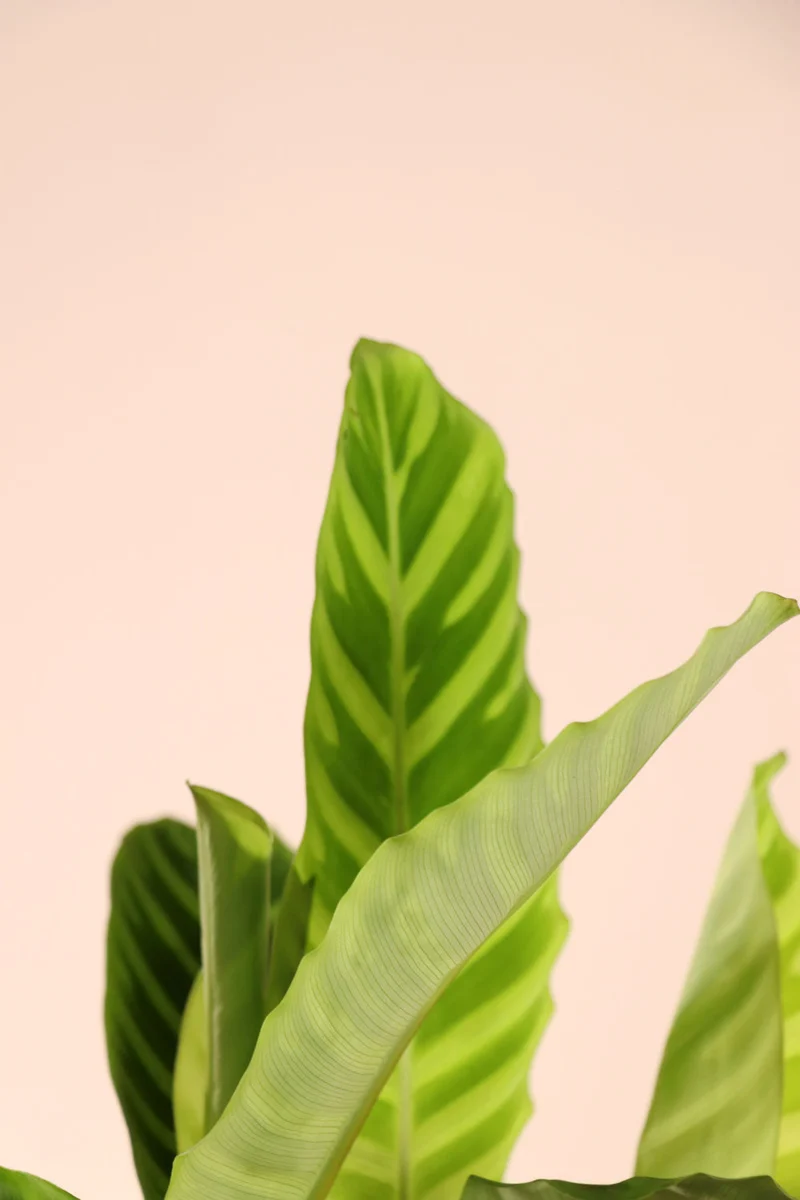 Calathea makoyana (Korbmarante) (S)