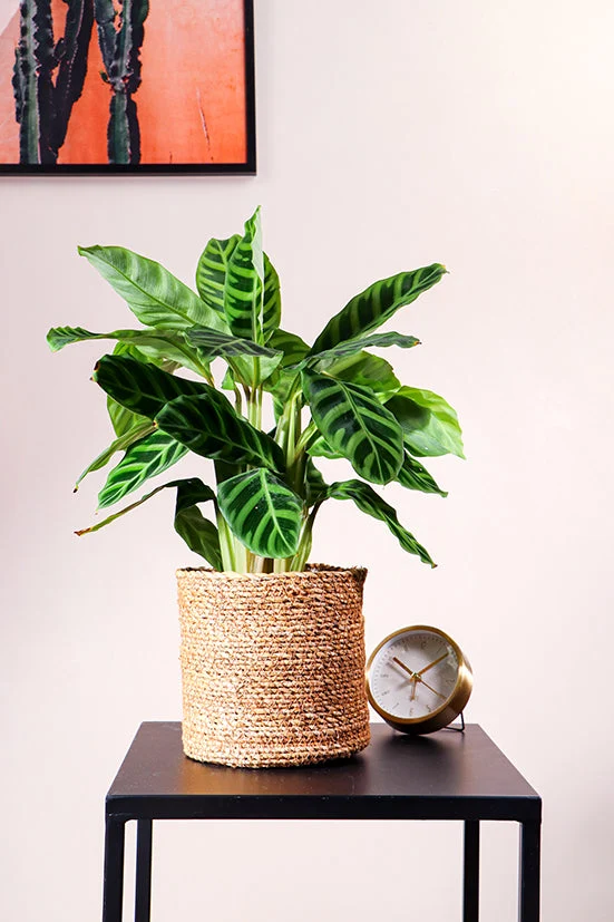 Calathea makoyana (Korbmarante) (S)