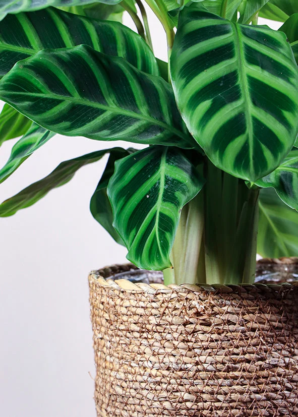 Calathea makoyana (Korbmarante) (S)