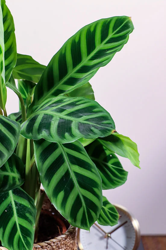 Calathea makoyana (Korbmarante) (S)