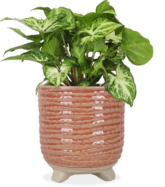 Syngonium arrow (Purpurtute) (S)