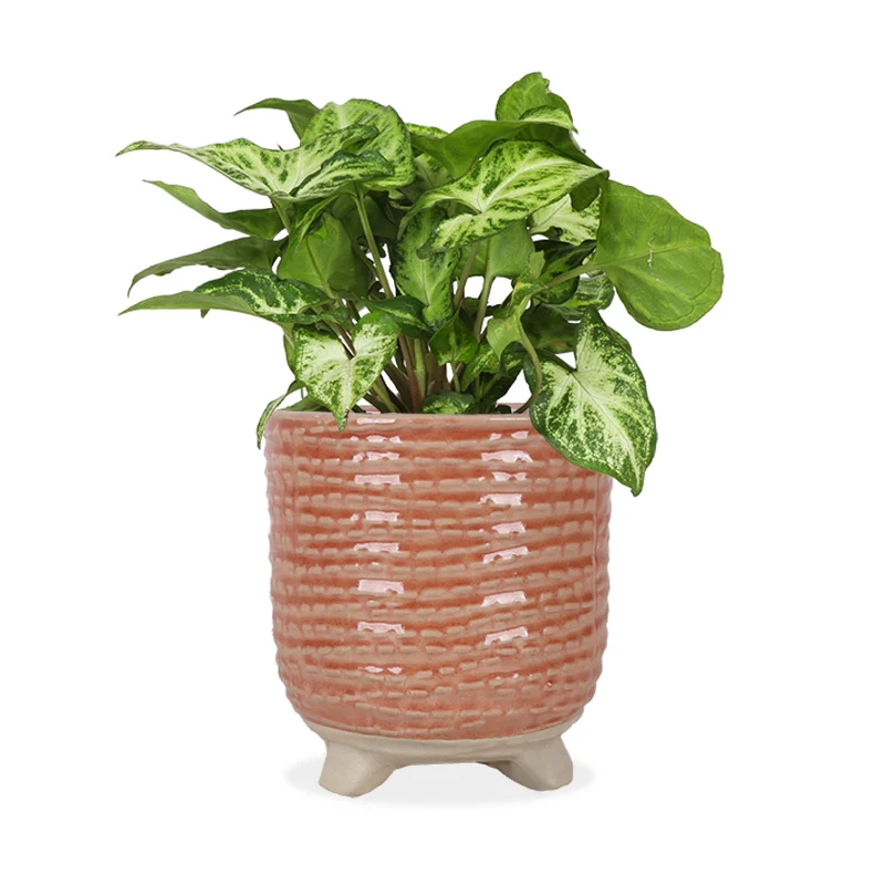 Syngonium arrow (Purpurtute) (S)