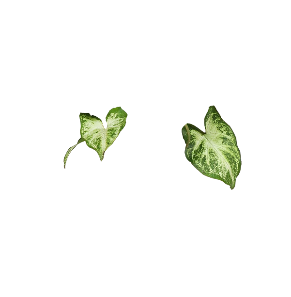 Syngonium arrow (Purpurtute) (S)