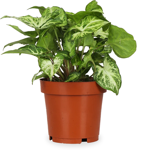 Syngonium arrow (Purpurtute) (S)