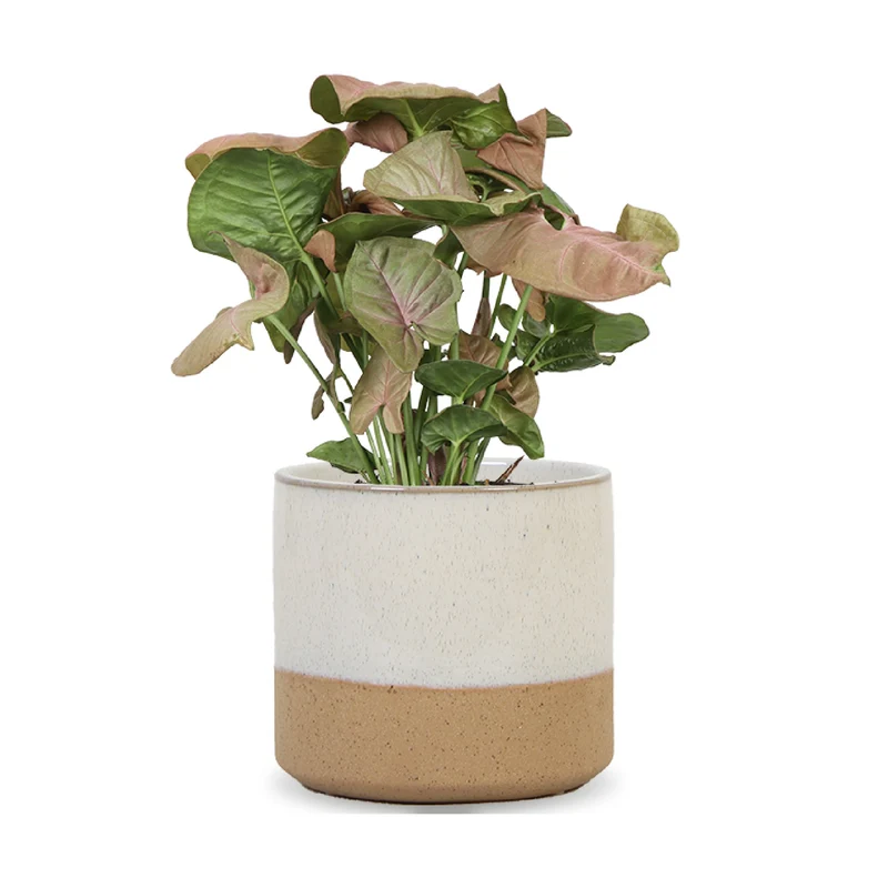 Syngonium Red Heart (Purpurtute) (S)