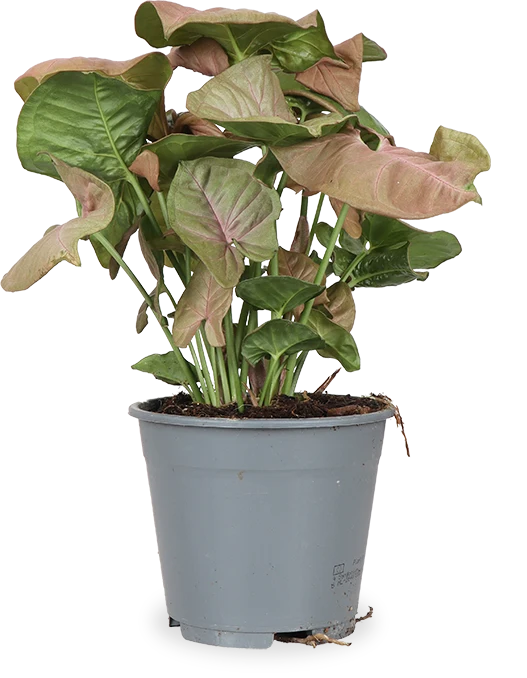 Syngonium Red Heart (Purpurtute) (S)