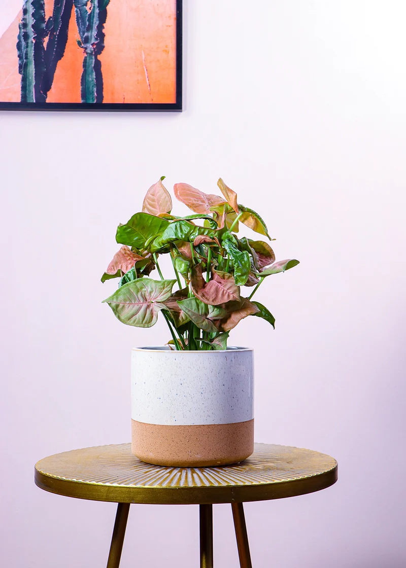 Syngonium Red Heart (Purpurtute) (S)