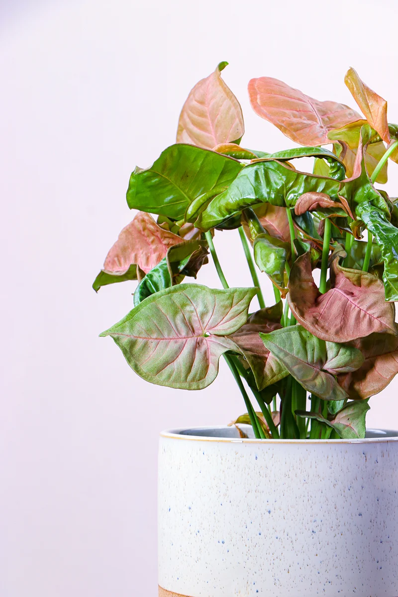 Syngonium Red Heart (Purpurtute) (S)