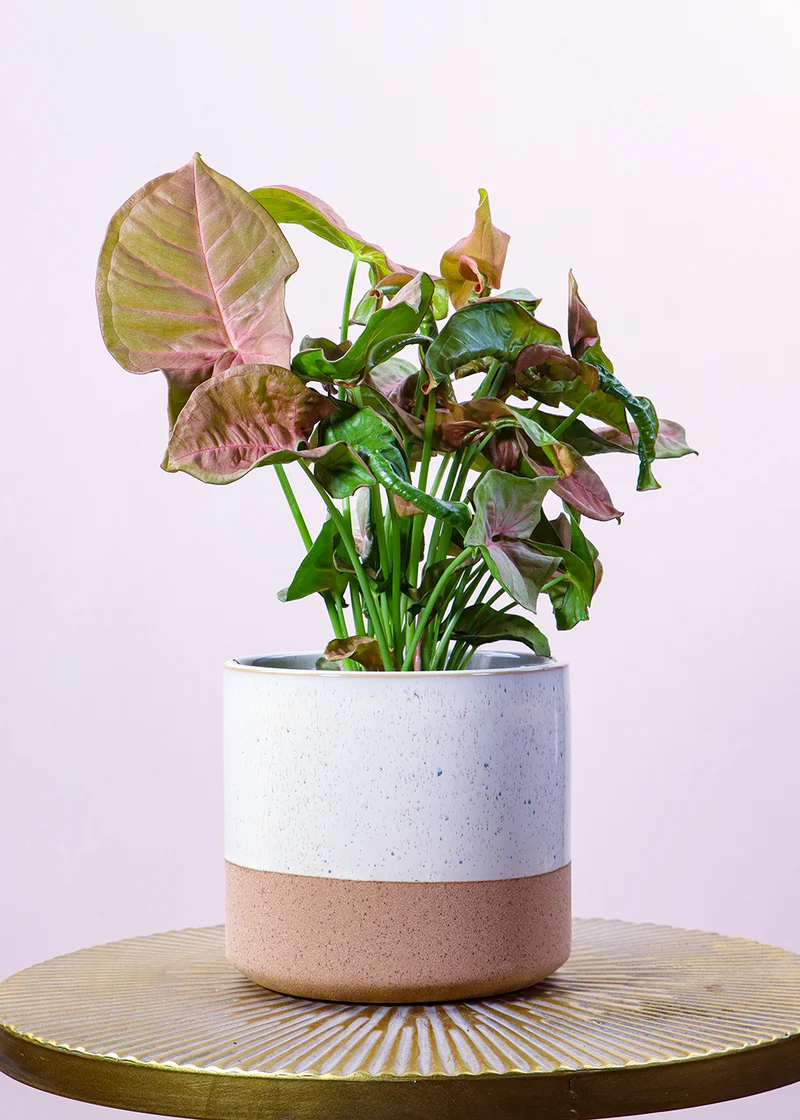 Syngonium Red Heart (Purpurtute) (S)