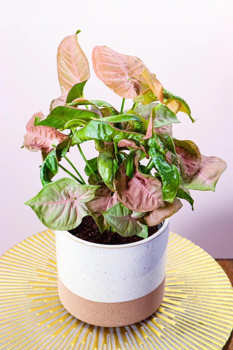 Syngonium Red Heart (Purpurtute) (S)