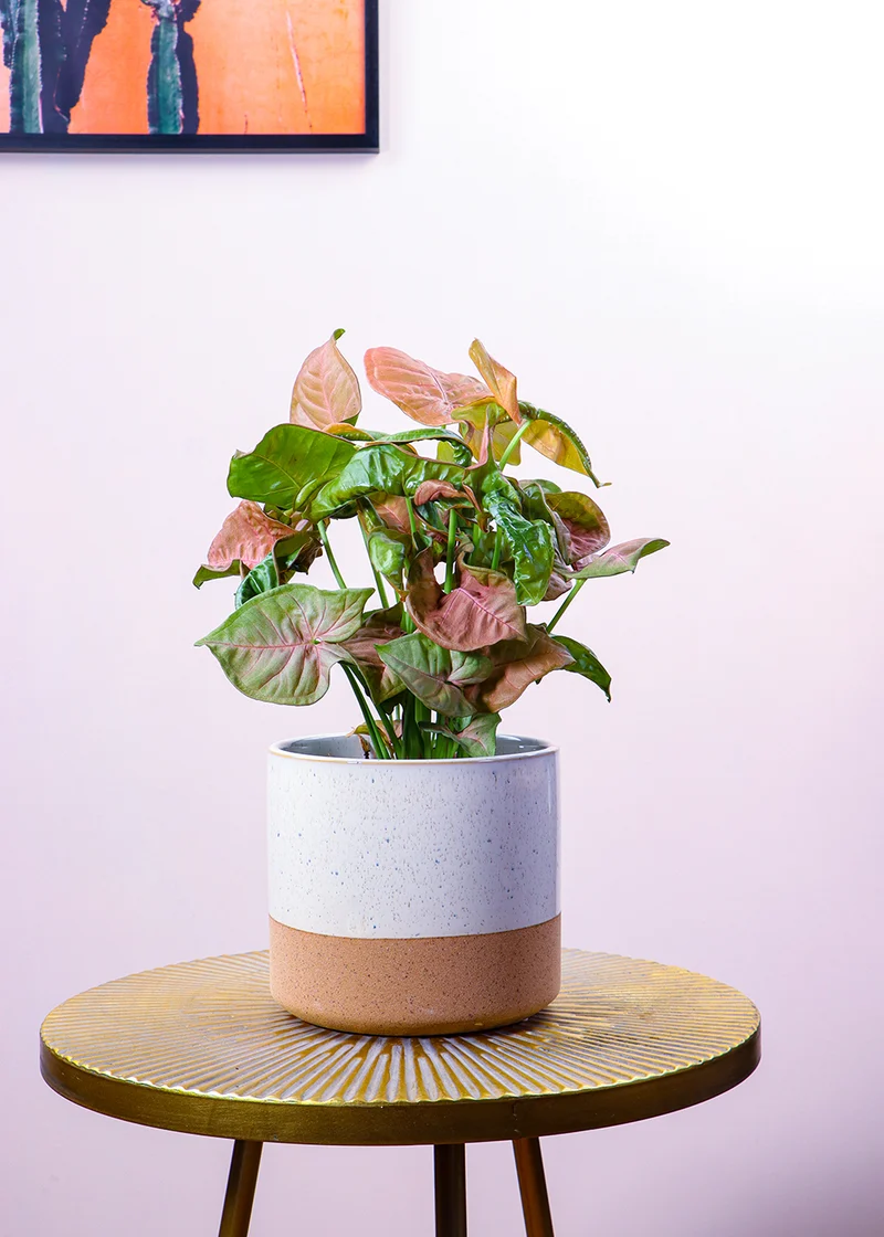 Syngonium Red Heart (Purpurtute) (S)
