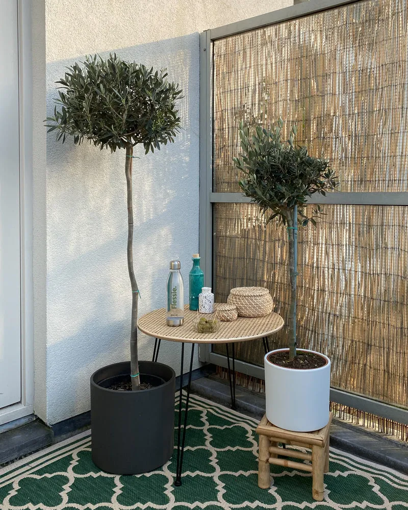 Olea (Olivenbaum) (XL)