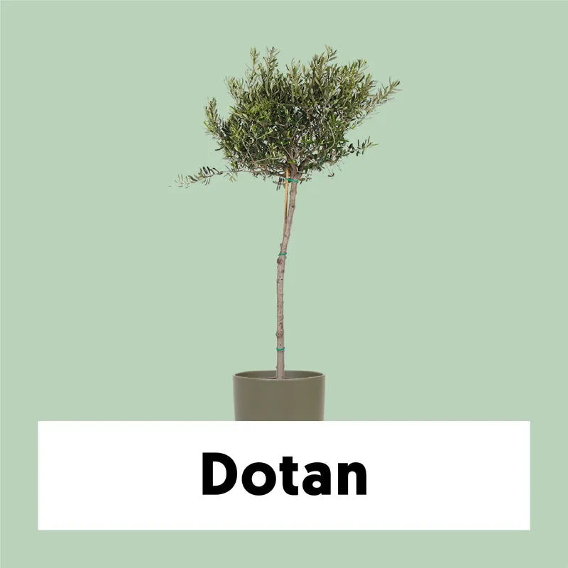 Olea (Olivenbaum) (XL)
