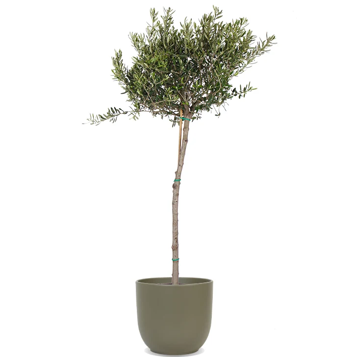 Olea (Olivenbaum) (XL)