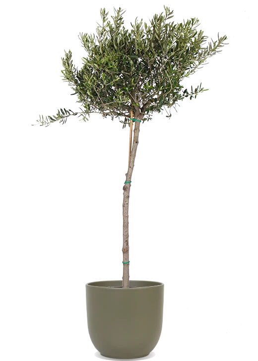 Olea (Olivenbaum) (XL)