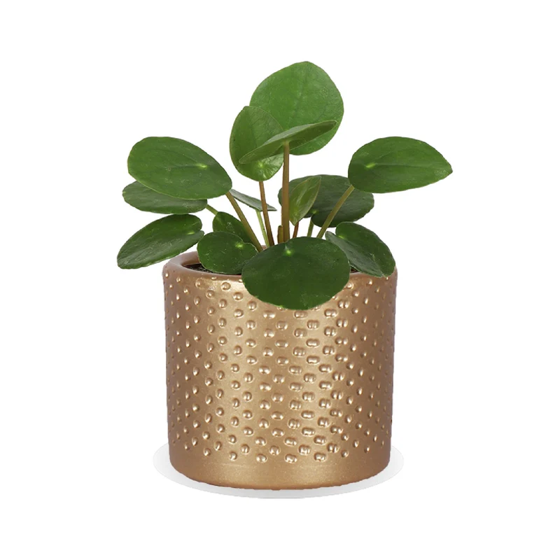Pilea peperomioides (Glückstaler) (XS)