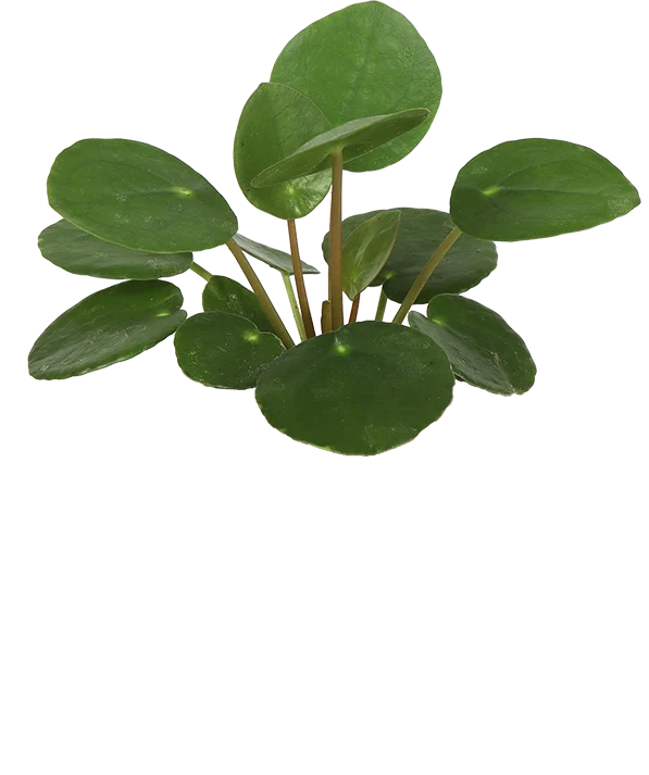 Pilea peperomioides (Glückstaler) (XS)