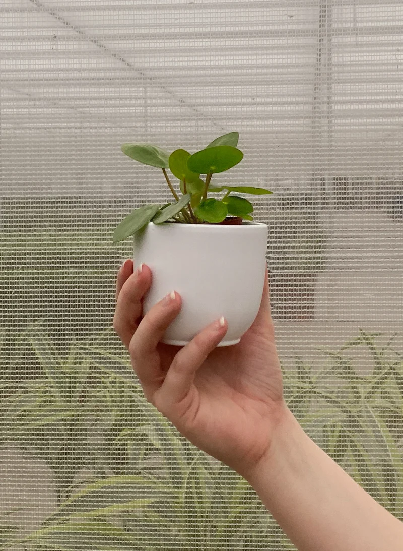 Pilea peperomioides (Glückstaler) (XS)