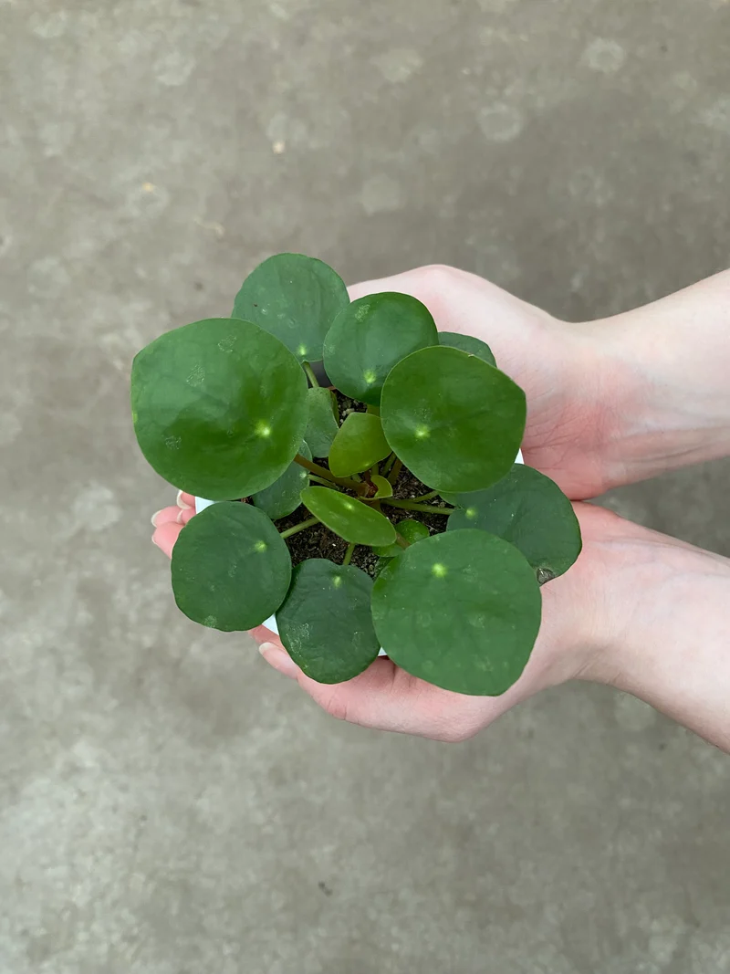 Pilea peperomioides (Glückstaler) (XS)