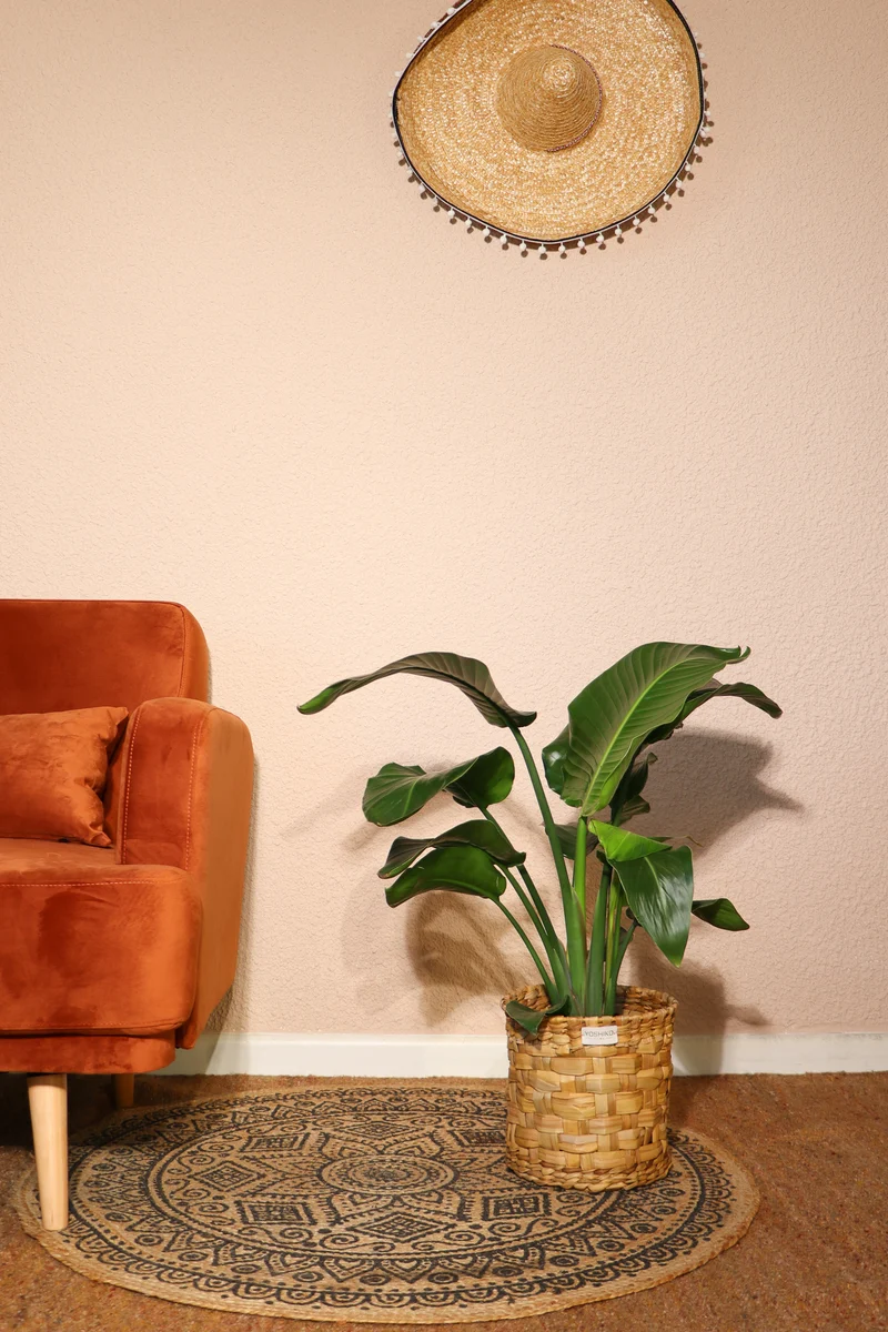 Strelitzia nicolai (Paradiesvogelblume) (M)