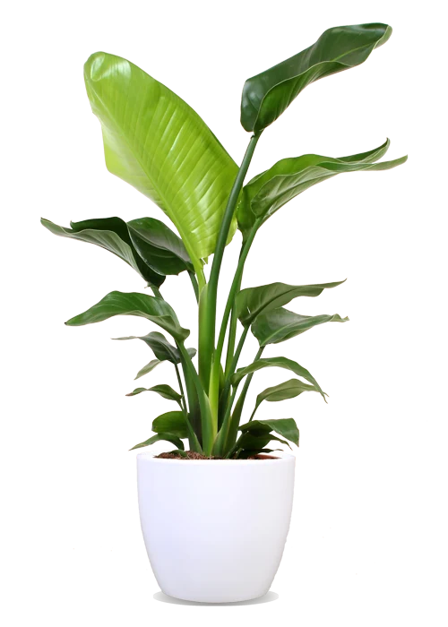 Strelitzia nicolai (Paradiesvogelblume) (M)