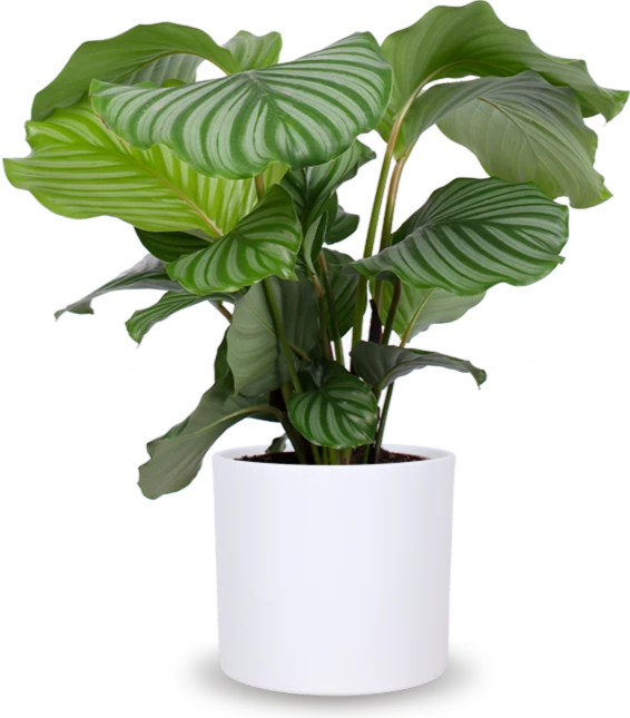 Calathea orbifolia (Korbmarante) (M)