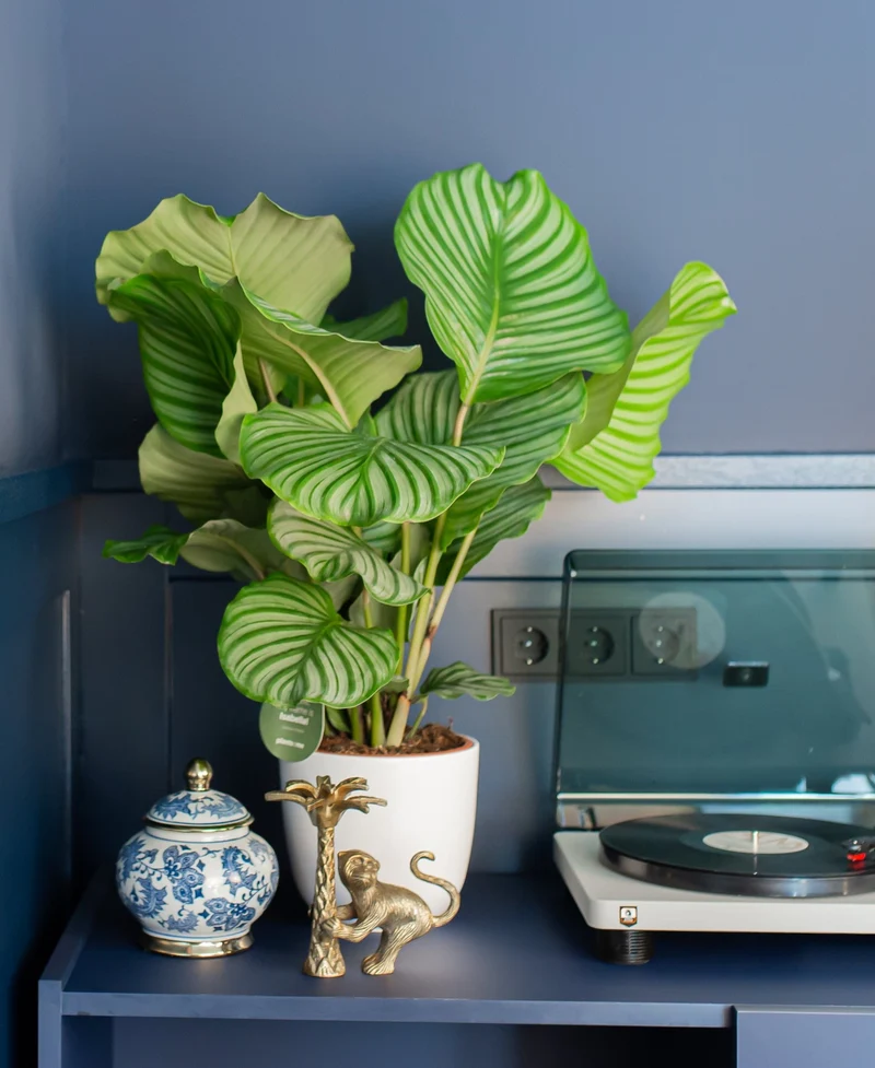 Calathea orbifolia (Korbmarante) (M)