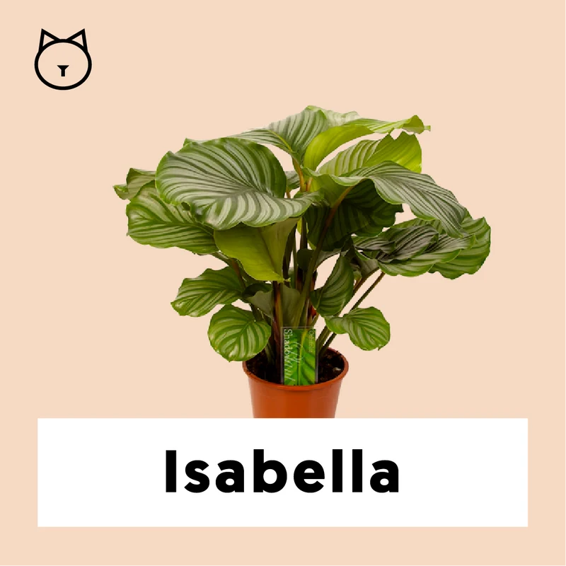 Calathea orbifolia (Korbmarante) (M)