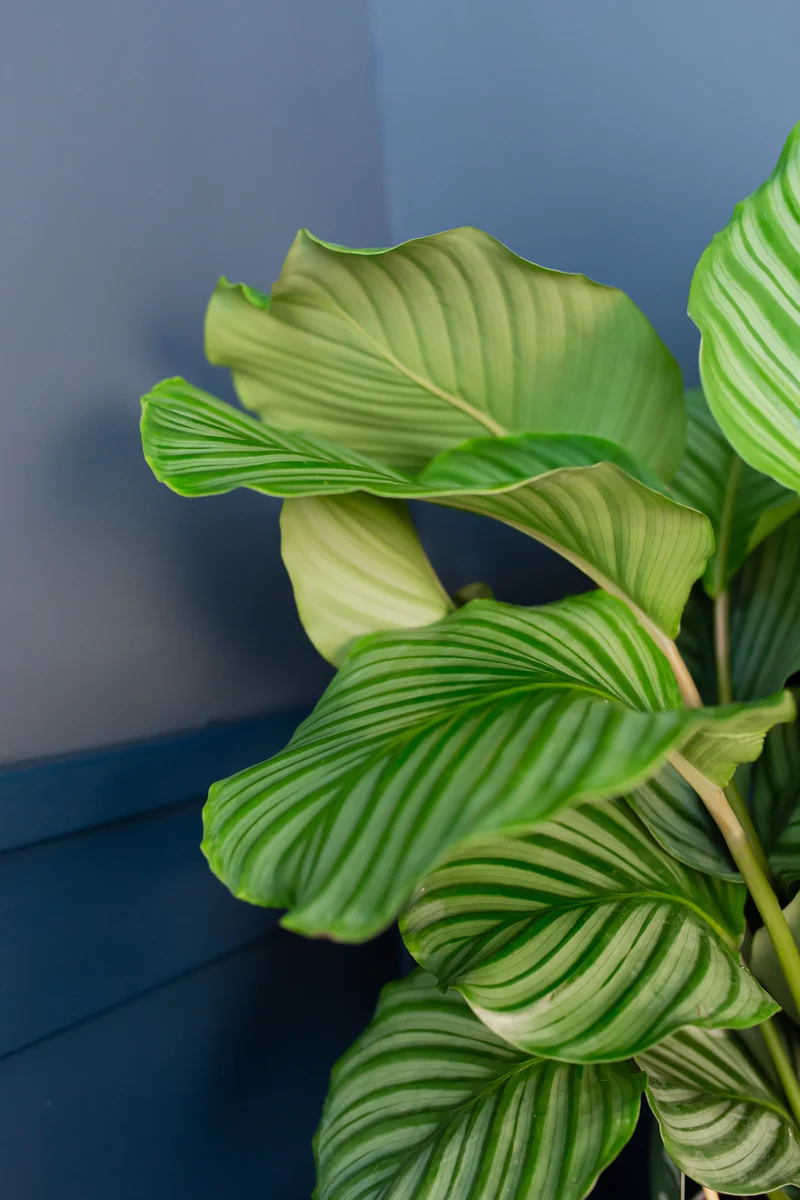 Calathea orbifolia (Korbmarante) (M)