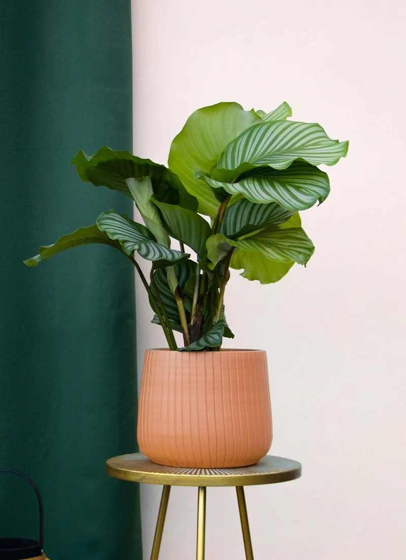 Calathea orbifolia (Korbmarante) (M)