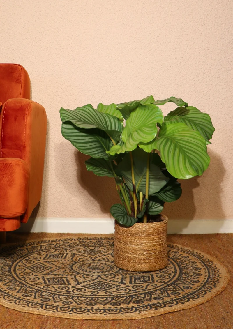 Calathea orbifolia (Korbmarante) (M)