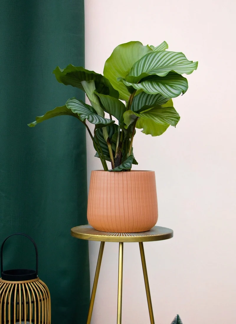Calathea orbifolia (Korbmarante) (M)