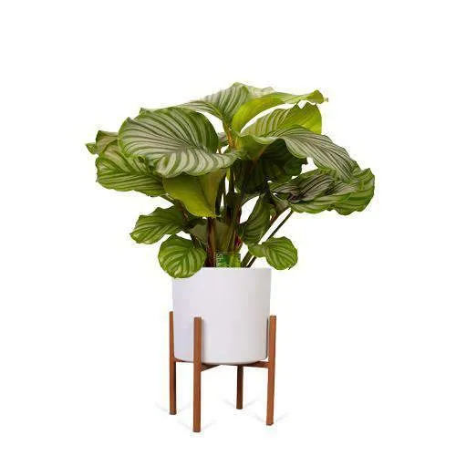 Calathea orbifolia (Korbmarante) (M)