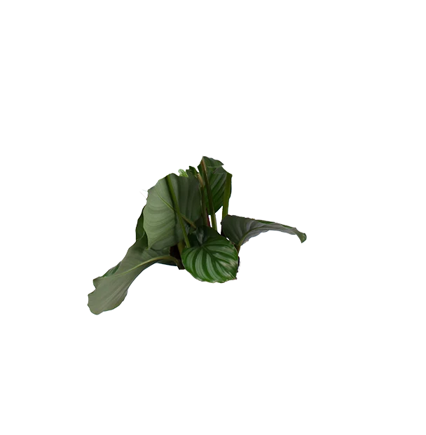 Calathea orbifolia (Korbmarante) (M)
